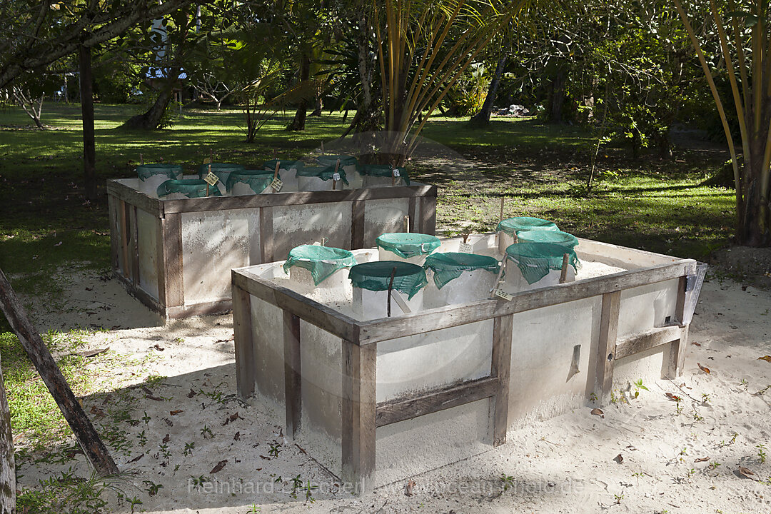 Schildkroeten Aufzuchtstation, New Ireland, Papua Neuguinea