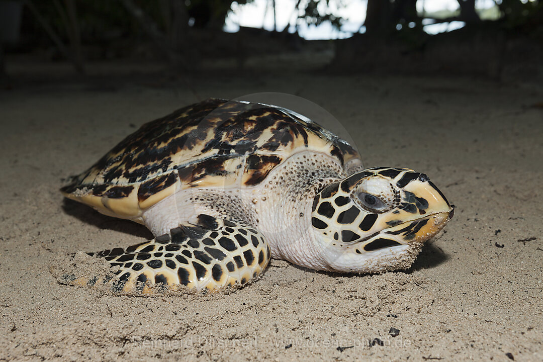 Echte Karettschildkroete, Eretmochelys imbricata, New Ireland, Papua Neuguinea