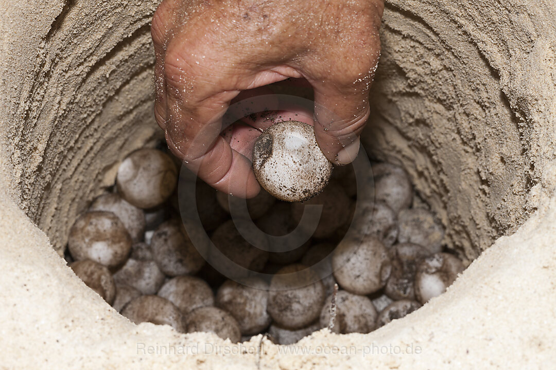 Eier in Schildkroeten Nest, Eretmochelys imbricata, New Ireland, Papua Neuguinea