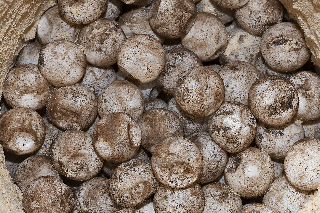 Eggs inside Sea turtle nest, Eretmochelys imbricata, New Ireland, Papua New Guinea