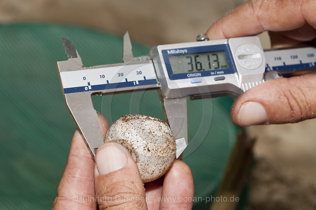 Schildkroeten Aufzuchtstation, Eretmochelys imbricata, New Ireland, Papua Neuguinea