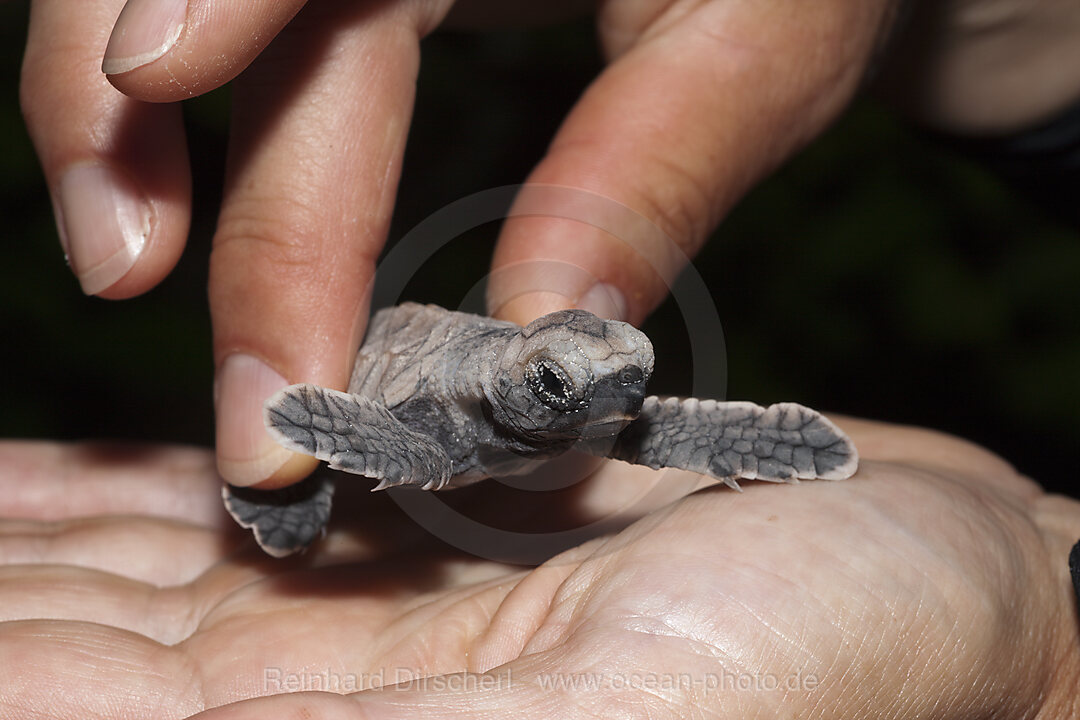Echte Karettschildkroeten Schluepfling, Eretmochelys imbricata, New Ireland, Papua Neuguinea
