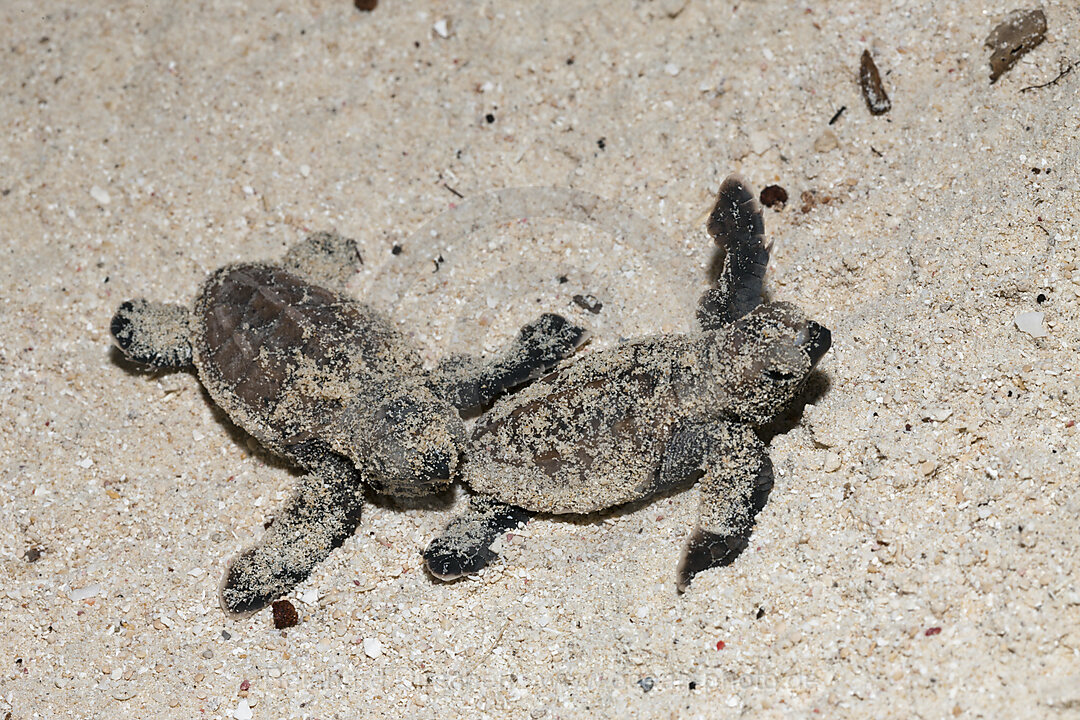 Echte Karettschildkroeten Schluepflinge, Eretmochelys imbricata, New Ireland, Papua Neuguinea