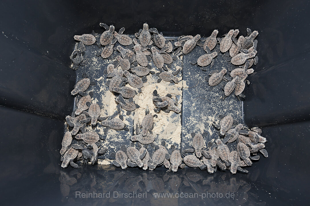 Hawksbill Sea Turtle hatchlings, Eretmochelys imbricata, New Ireland, Papua New Guinea