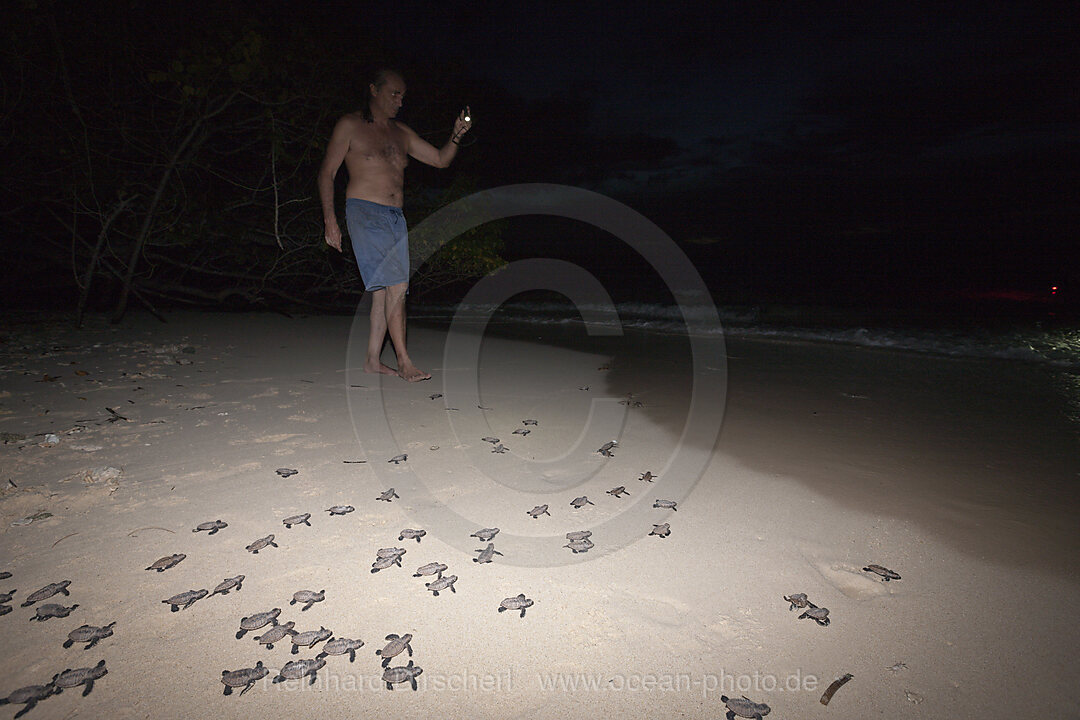 Echte Karettschildkroeten Schluepflinge werden ins Meer entlassen, Eretmochelys imbricata, New Ireland, Papua Neuguinea
