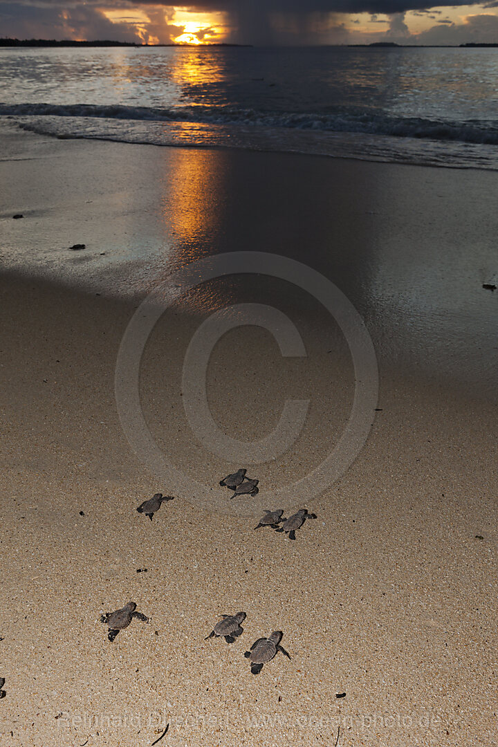 Echte Karettschildkroeten Schluepflinge werden ins Meer entlassen, Eretmochelys imbricata, New Ireland, Papua Neuguinea