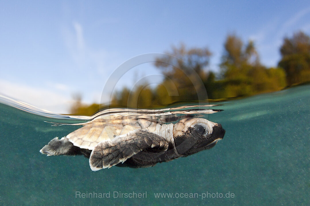 Frisch geschluepfte Echte Karettschildkroete paddelt ins Meer, Eretmochelys imbricata, New Ireland, Papua Neuguinea