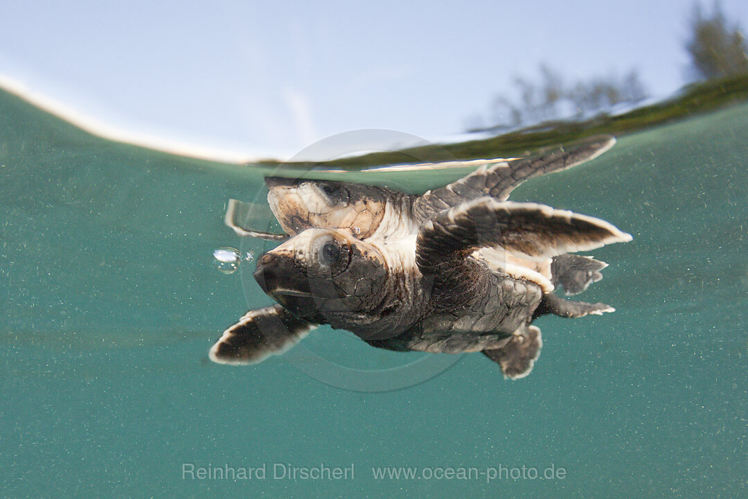 Hawksbill Turtle hatchling paddles away from shore, Eretmochelys imbricata, New Ireland, Papua New Guinea