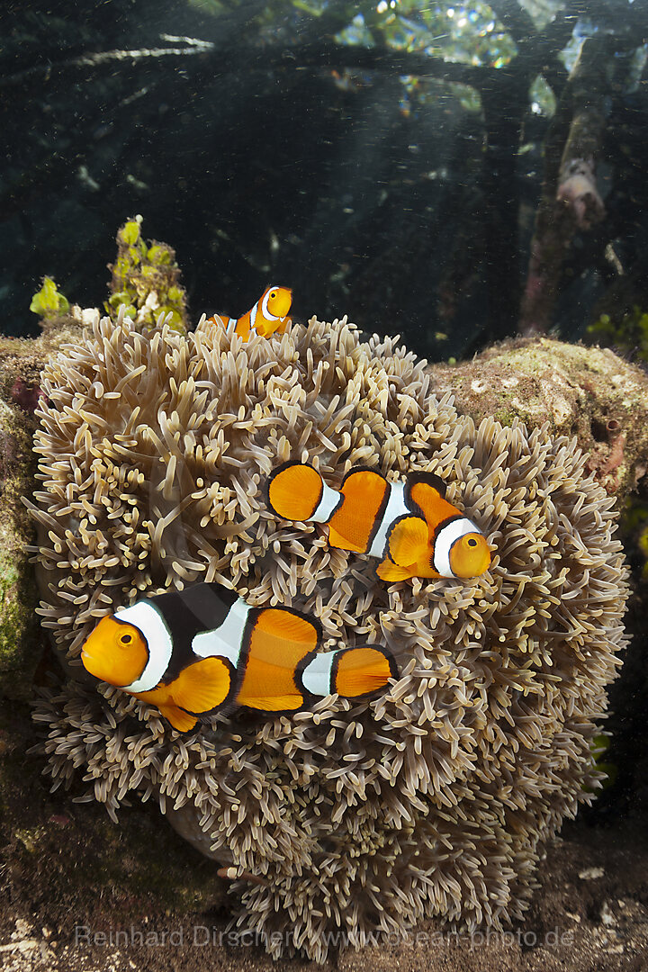 Clown Anemonenfische in Mangroven, Amphiprion percula, New Ireland, Papua Neuguinea