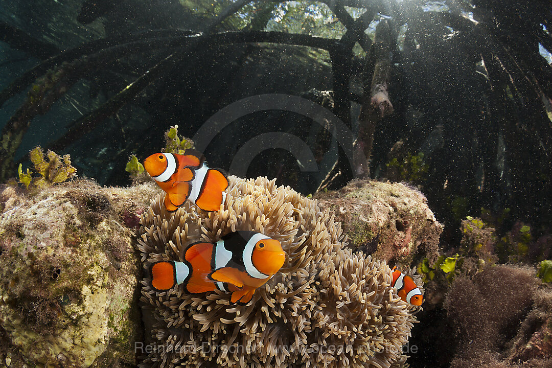 Clown Anemonenfische in Mangroven, Amphiprion percula, New Ireland, Papua Neuguinea