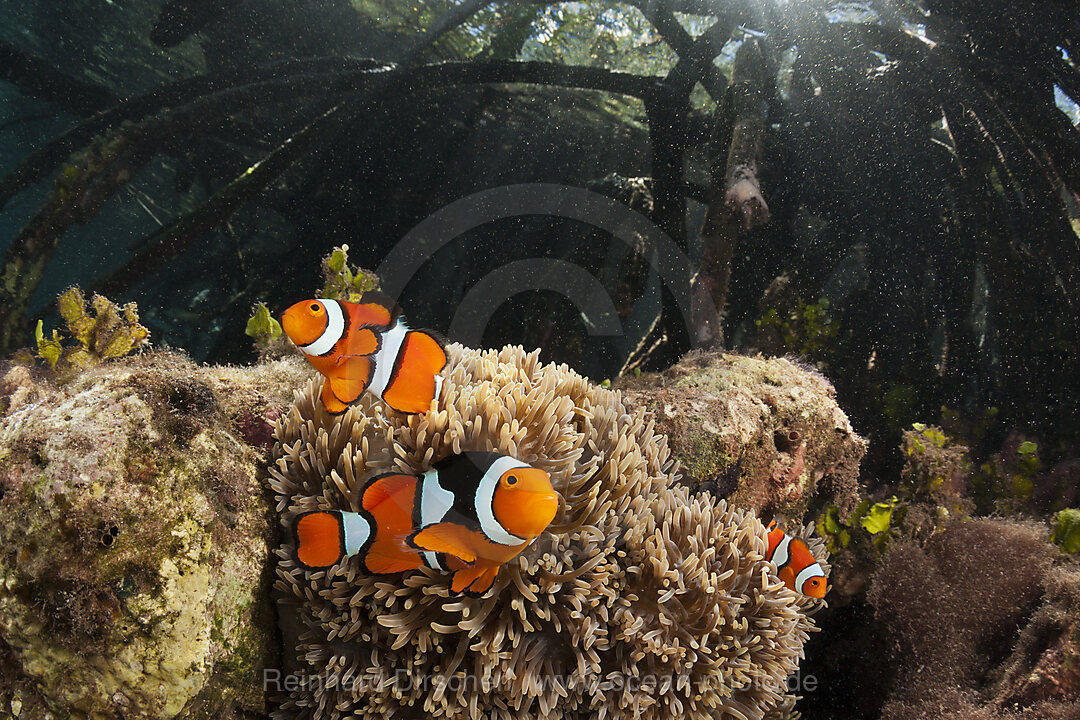 Clown Anemonefishes living in Mangroves, Amphiprion percula, New Ireland, Papua New Guinea