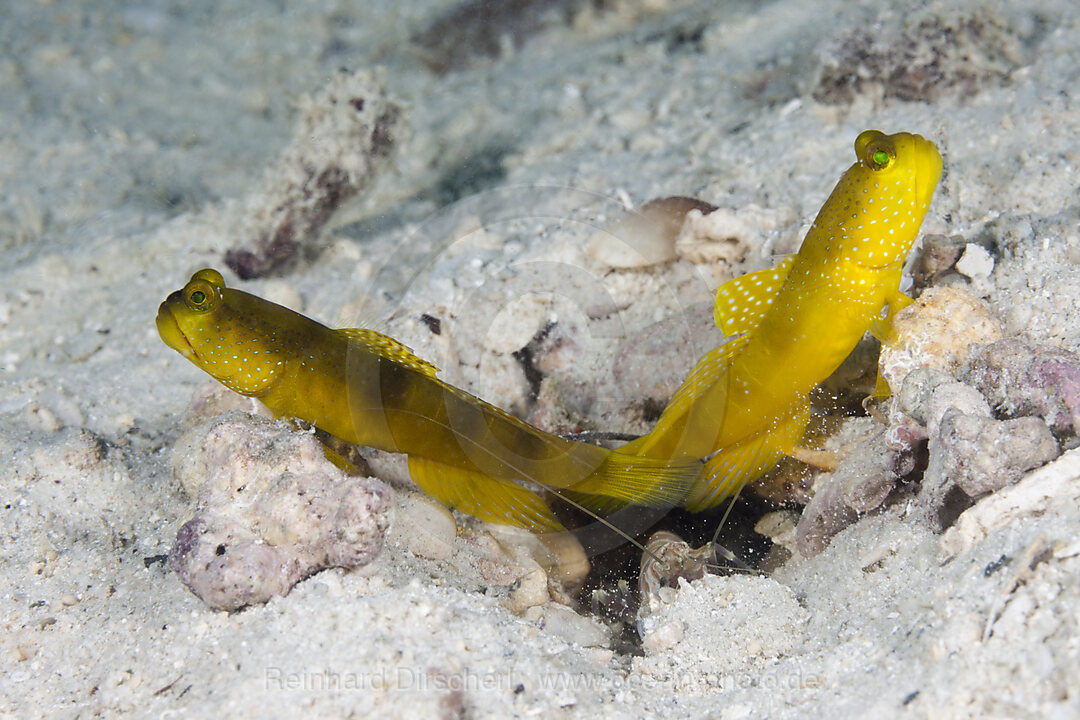 Paar Gelbe Waechtergrundeln, Cryptocentrus cinctus, New Ireland, Papua Neuguinea