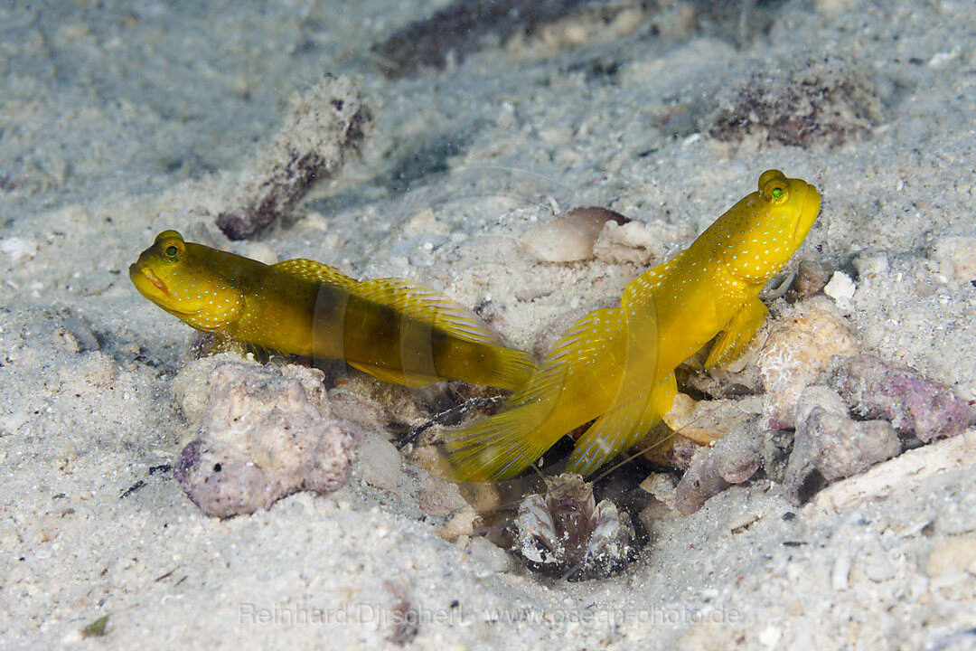 Paar Gelbe Waechtergrundeln, Cryptocentrus cinctus, New Ireland, Papua Neuguinea