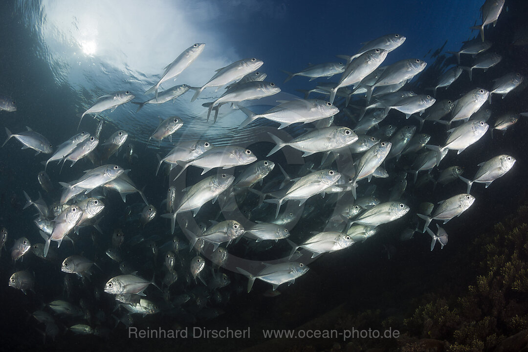 Schwarm Großaugen-Stachelmakrelen, Caranx sexfasciatus, New Ireland, Papua Neuguinea