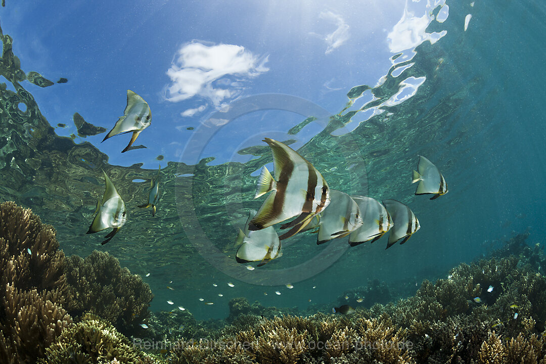 Schwarm Rundkopf-Fledermausfische, Platax orbicularis, New Ireland, Papua Neuguinea