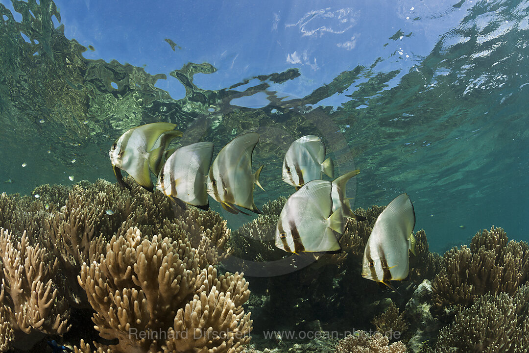 Schwarm Rundkopf-Fledermausfische, Platax orbicularis, New Ireland, Papua Neuguinea