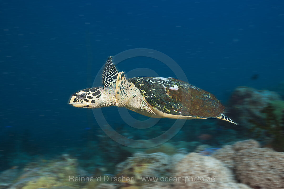 Echte Karettschildkroete, Eretmochelys imbricata, New Ireland, Papua Neuguinea