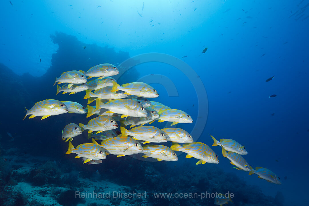 Schwarm Celebes Suesslippen, Plectorhinchus chrysotaenia, New Ireland, Papua Neuguinea