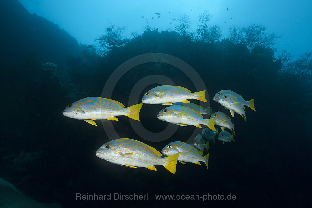 Schwarm Celebes Suesslippen, Plectorhinchus chrysotaenia, New Ireland, Papua Neuguinea