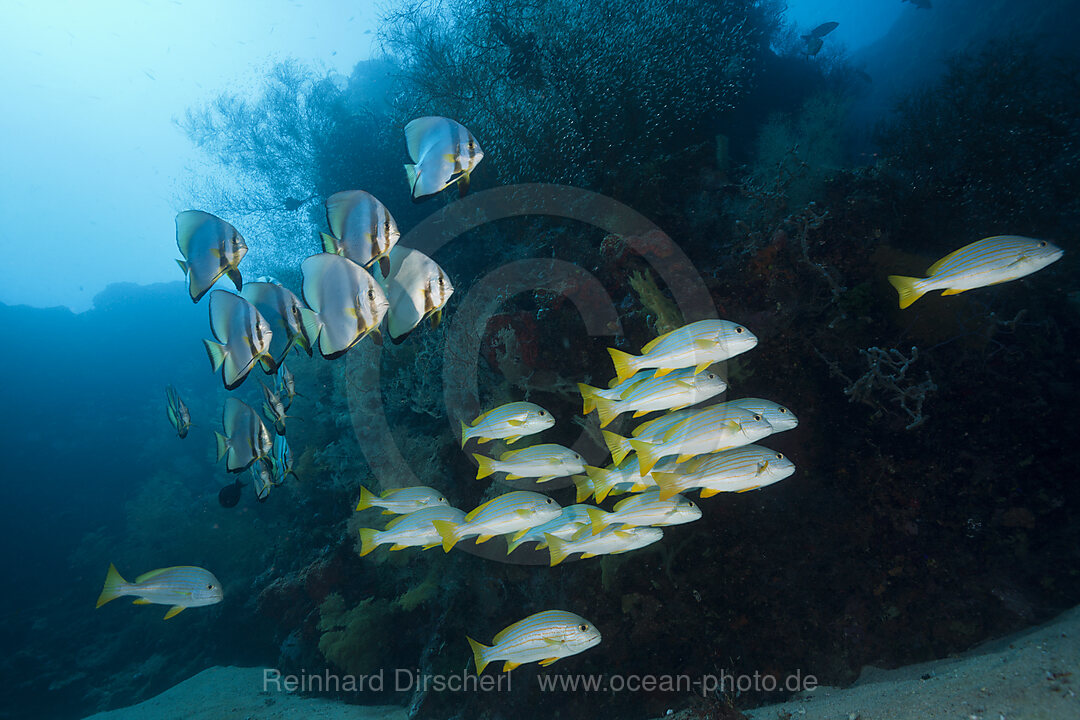 Schwarm Celebes Suesslippen, Plectorhinchus chrysotaenia, New Ireland, Papua Neuguinea