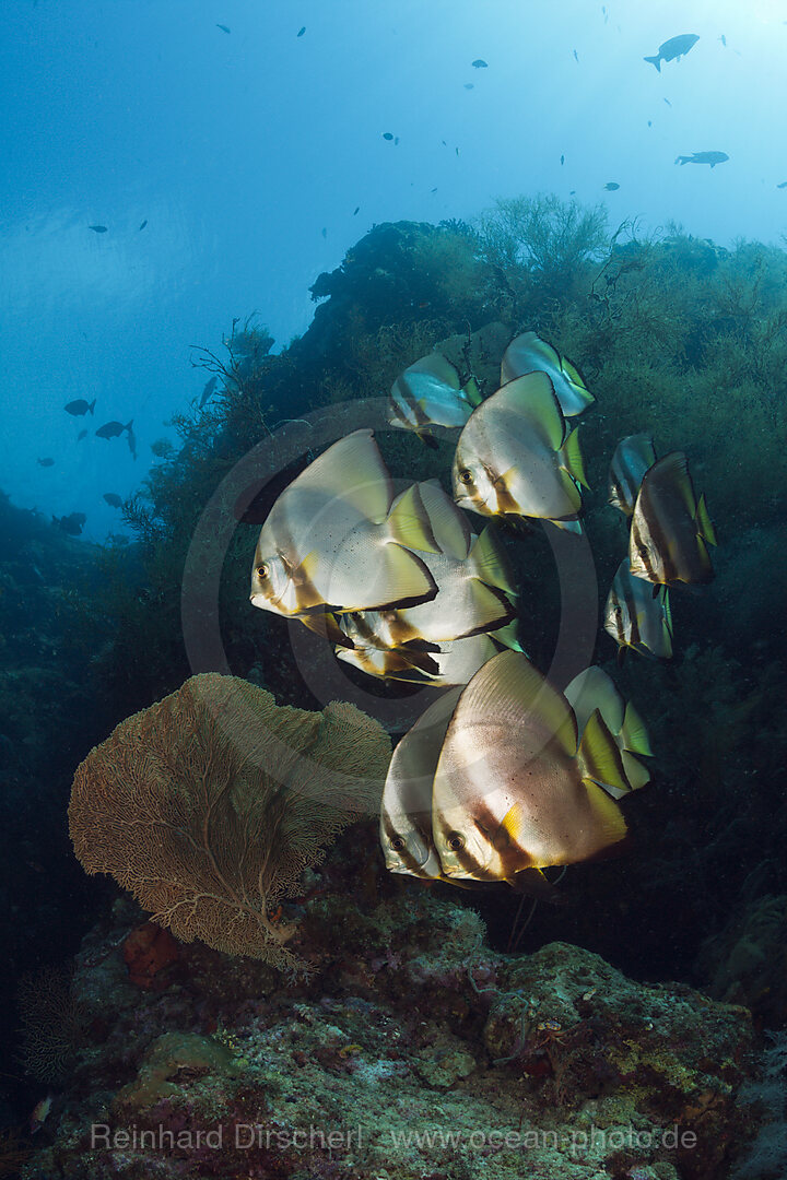 Shoal of Longfin Batfish, Platax teira, New Ireland, Papua New Guinea