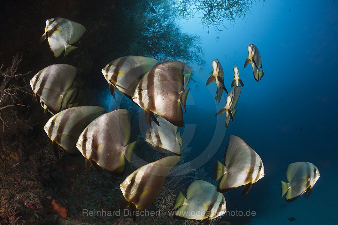 Schwarm Langflossen-Fledermausfische, Platax teira, New Ireland, Papua Neuguinea