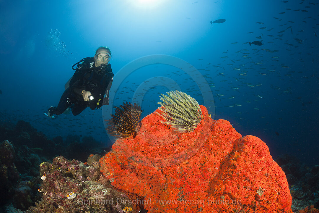 Taucher an Korallenriff, New Ireland, Papua Neuguinea