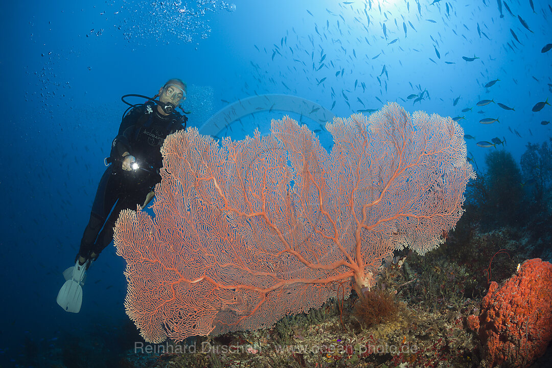 Taucher an Korallenriff, New Ireland, Papua Neuguinea