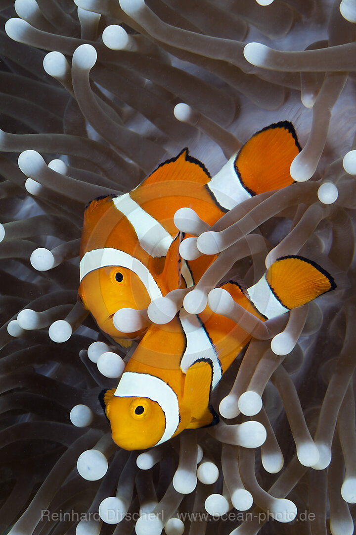 Orange-Ringel-Anemonenfische, Amphiprion ocellaris, New Ireland, Papua Neuguinea