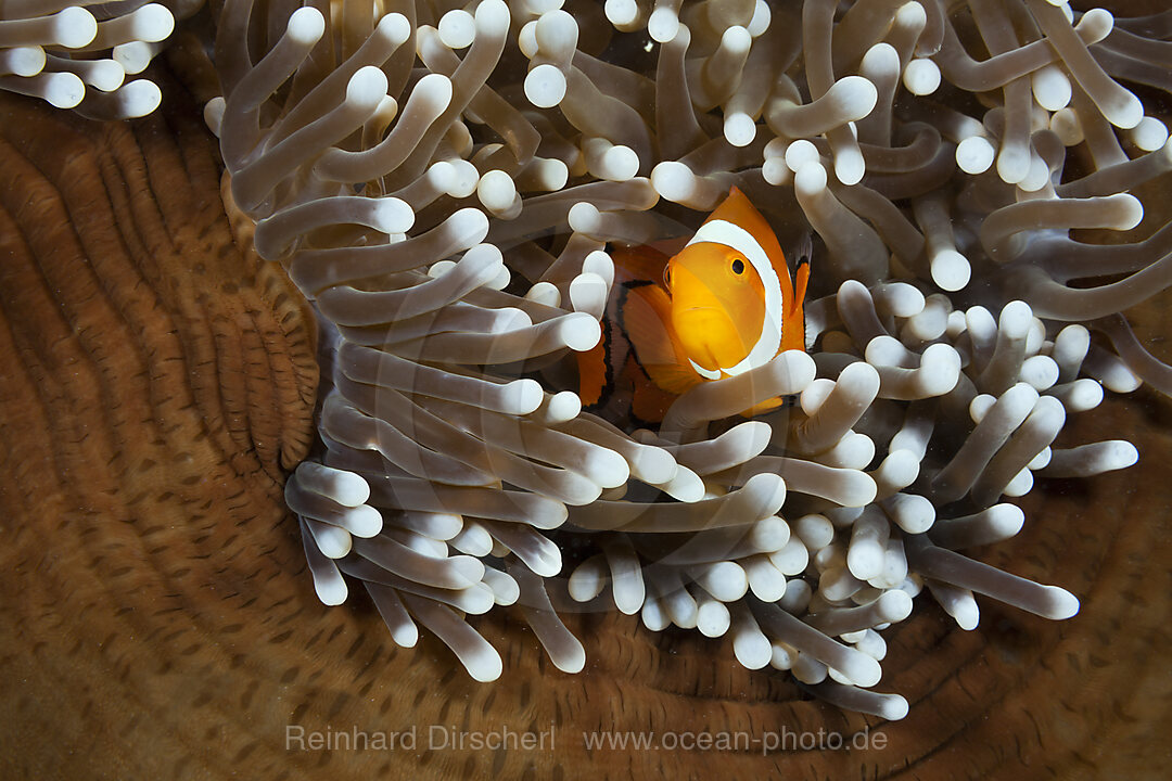 Orange-Ringel-Anemonenfische, Amphiprion ocellaris, New Ireland, Papua Neuguinea