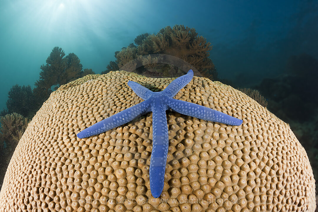 Blauer Seestern auf Koralle, Linckia laevigata, New Ireland, Papua Neuguinea