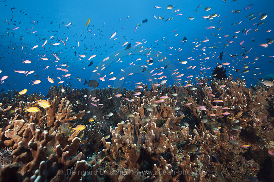 Anthias over Coral Reef, Anthias sp., New Ireland, Papua New Guinea