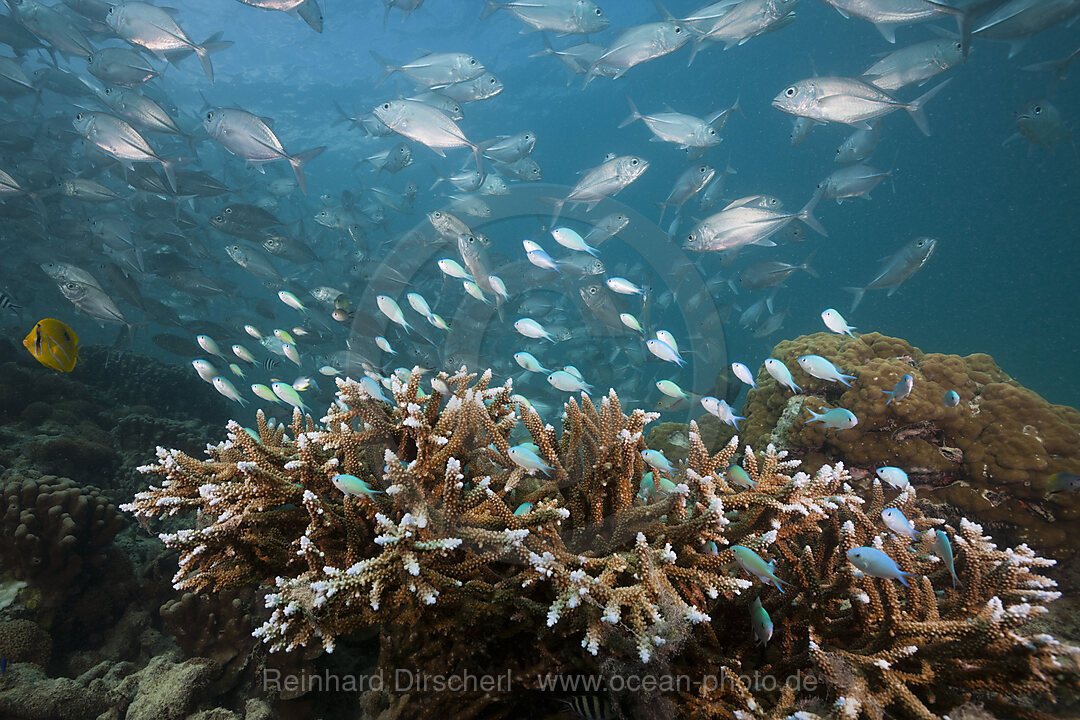 Blaugruene Chromis ueber Korallenriff, Chromis viridis, New Ireland, Papua Neuguinea
