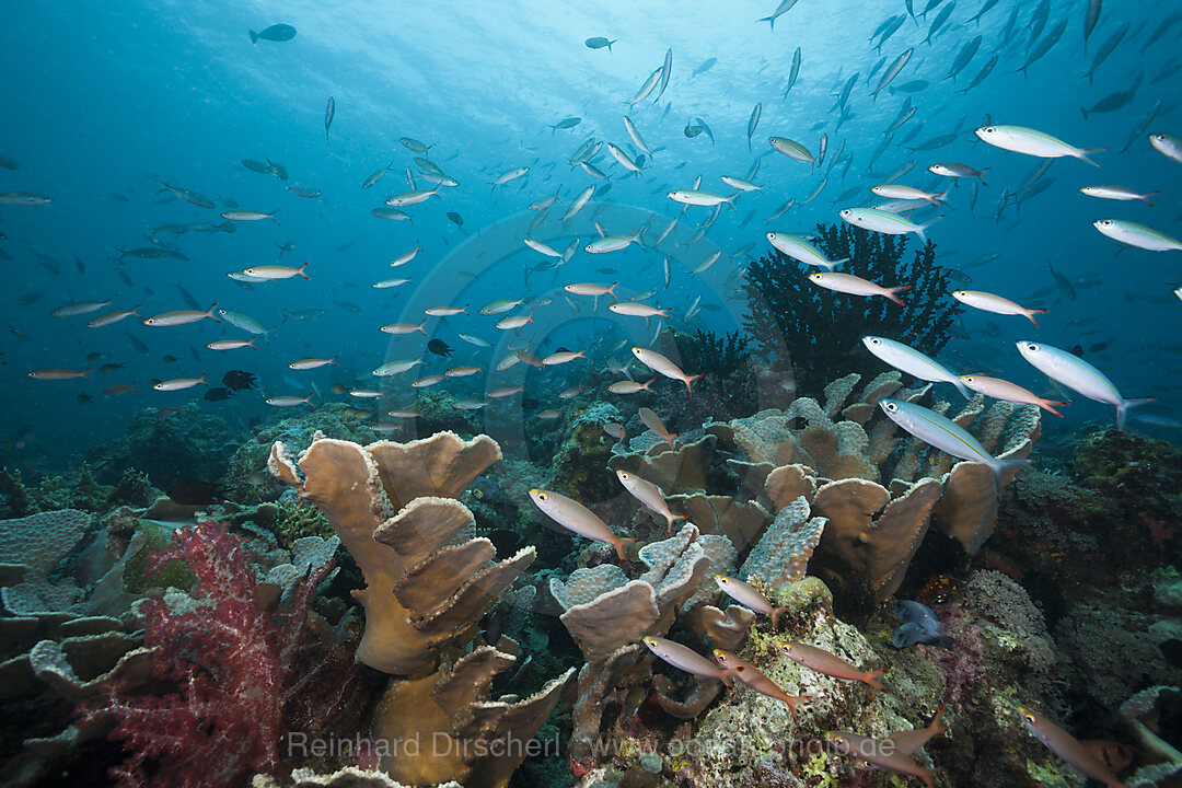 Fuesiliere ueber Korallenriff, New Ireland, Papua Neuguinea
