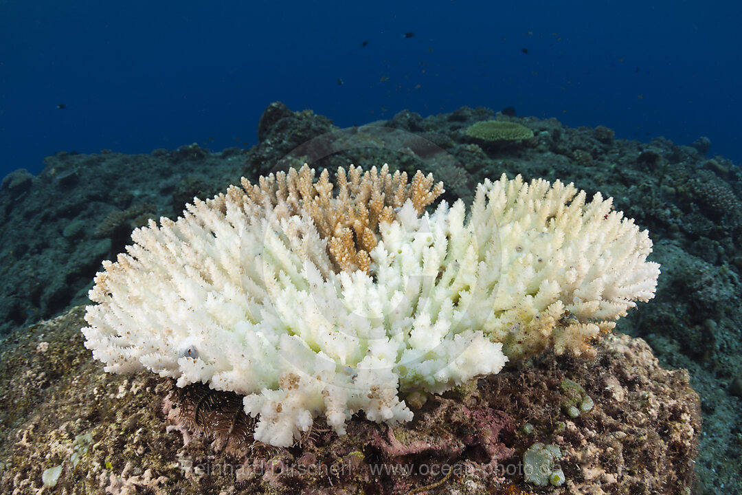 Korallenbleiche, New Ireland, Papua Neuguinea