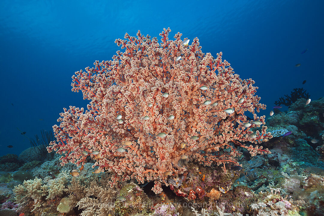 Godeffroys Weichkoralle, Siphonogorgia godeffroy, New Ireland, Papua Neuguinea