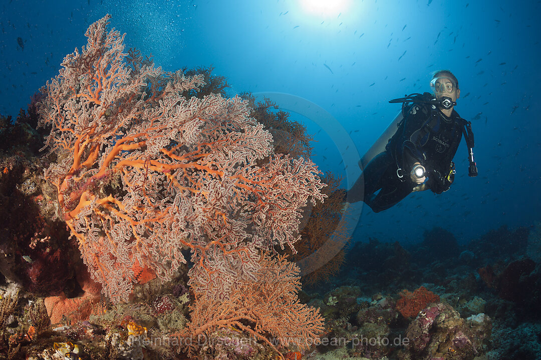 Godeffroys Soft Coral, Siphonogorgia godeffroy, New Ireland, Papua New Guinea