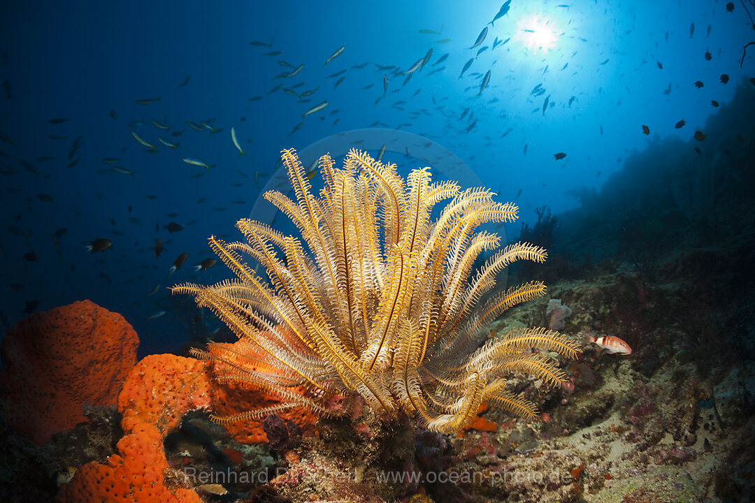 Crinoids in Coral Reef, Comanthina schlegeli, New Ireland, Papua New Guinea