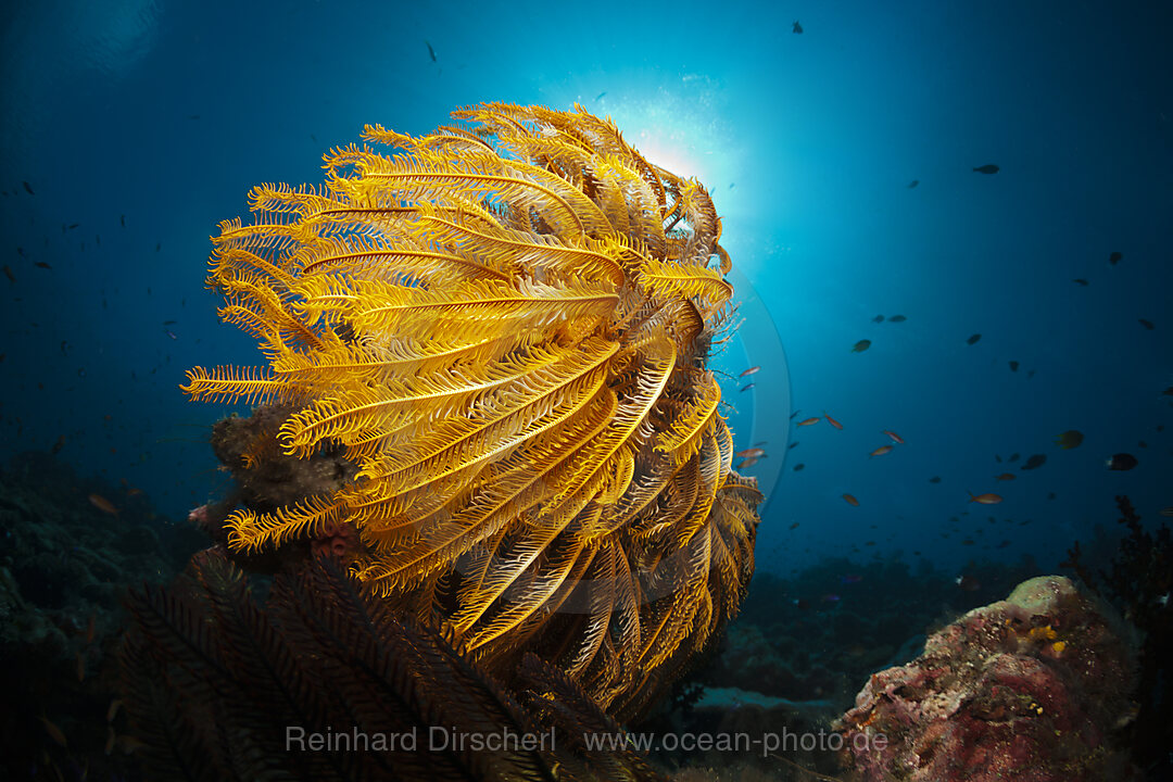 Federsterne am Riff, Comanthina schlegeli, New Ireland, Papua Neuguinea