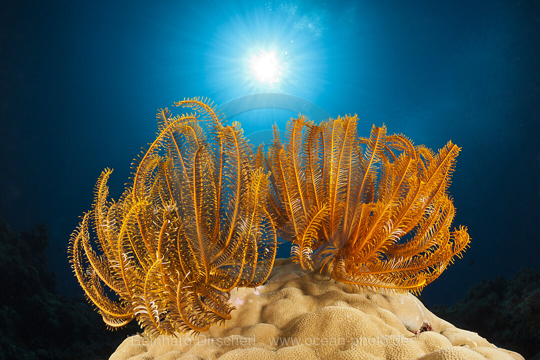 Federsterne am Riff, Comanthina schlegeli, New Ireland, Papua Neuguinea