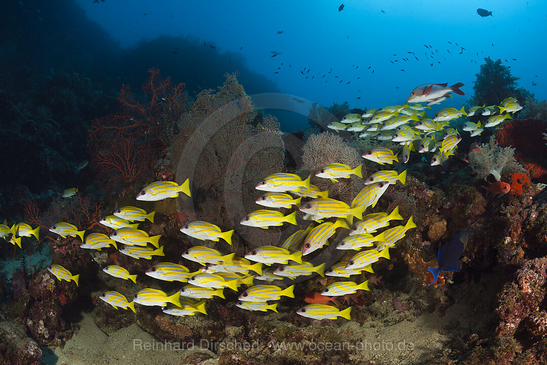 Schwarm Blaustreifen-Schnapper, Lutjanus kasmira, New Ireland, Papua Neuguinea