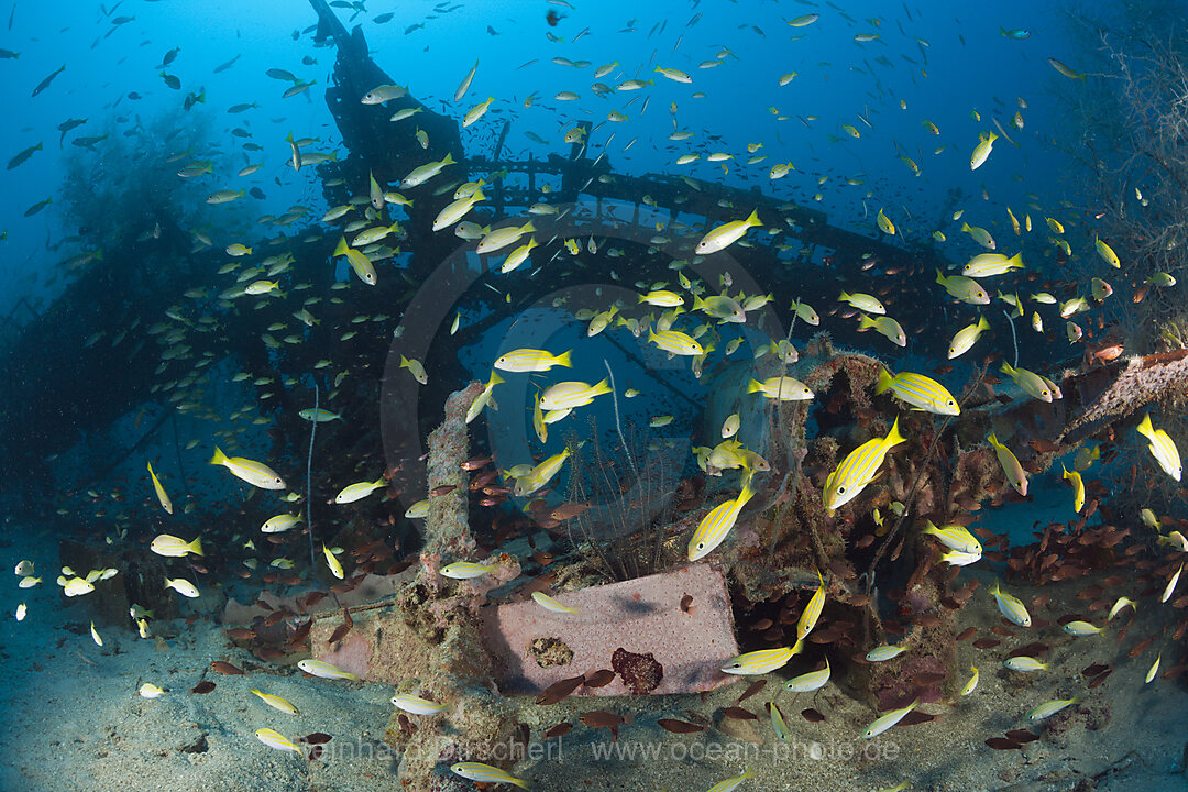 Mitsubishi F1M Pete Schwimmerflugzeug Wrack, New Ireland, Papua Neuguinea