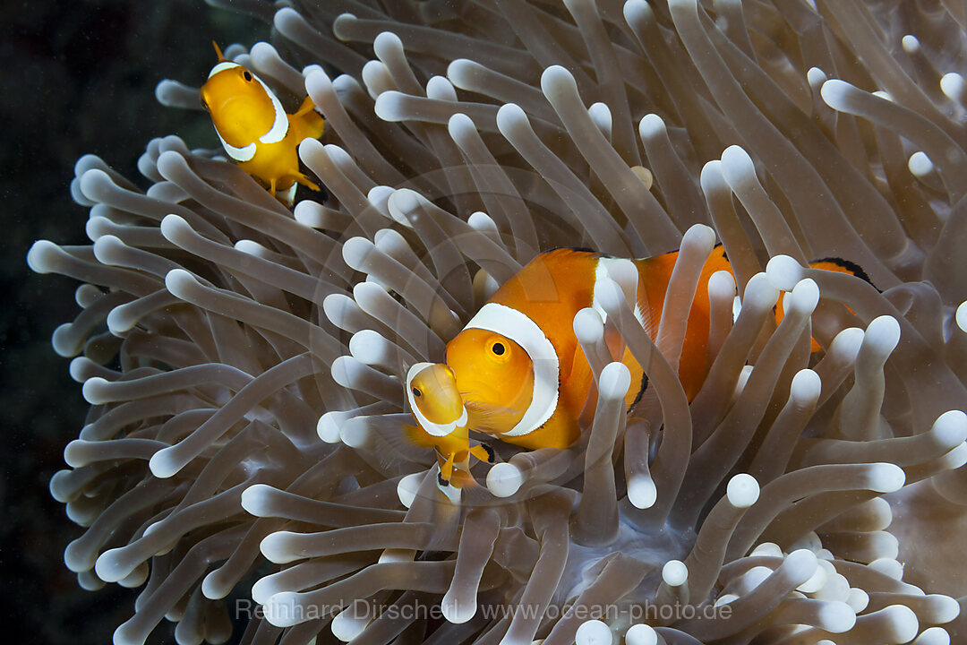 Orange-Ringel-Anemonenfische, Amphiprion ocellaris, New Ireland, Papua Neuguinea