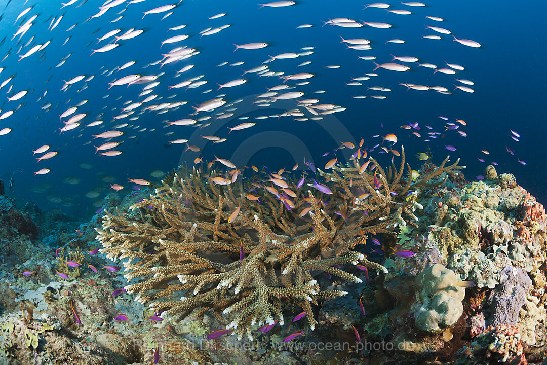 Fuesiliere ueber Korallenriff, New Ireland, Papua Neuguinea
