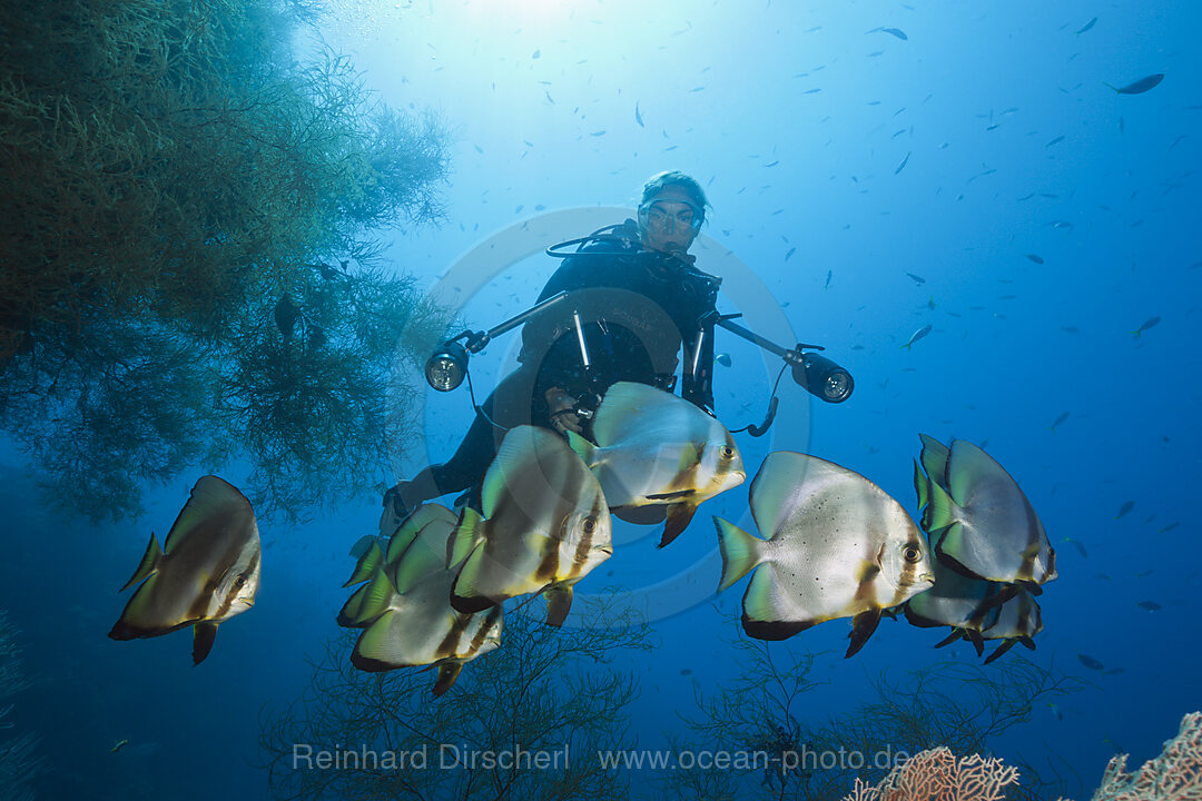Schwarm Langflossen-Fledermausfische, Platax teira, New Ireland, Papua Neuguinea