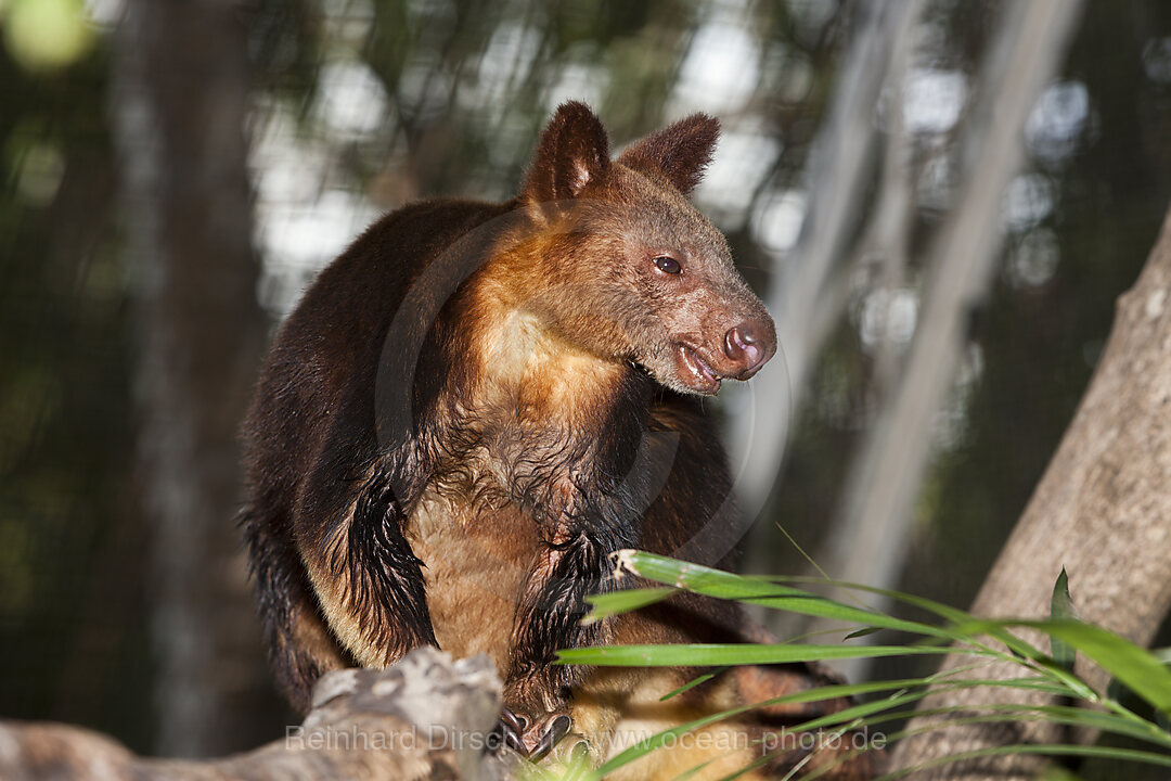 Goodfellow-Baumkaenguru, Dendrolagus goodfellowii, Papua Neuguinea