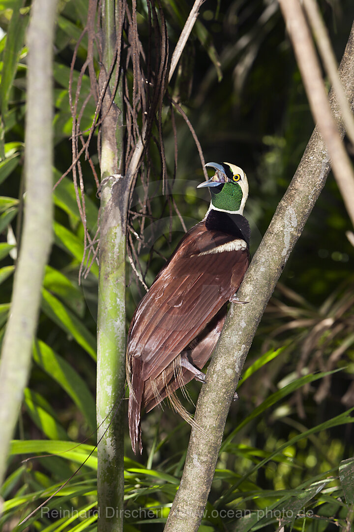 Raggi-Paradiesvogel, Paradisaea raggiana, Papua Neuguinea