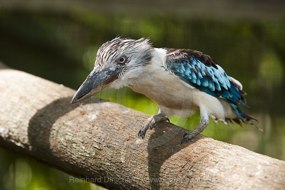 Blue-wing Kookaburra, Dacelo leachii, Papua New Guinea