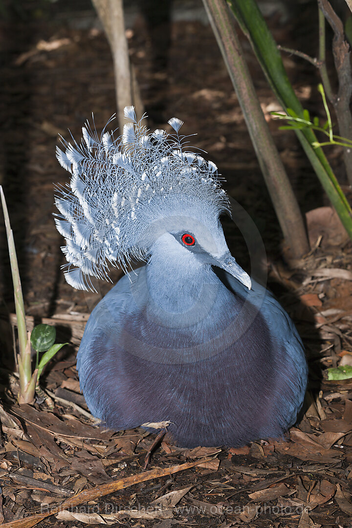 Victoria-Krontaube, Goura victoria, Papua Neuguinea