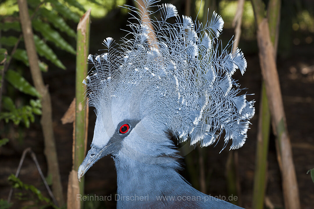Victoria-Krontaube, Goura victoria, Papua Neuguinea
